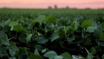 Agricultor argentino padece una grave enfermedad por el uso de agrotóxicos