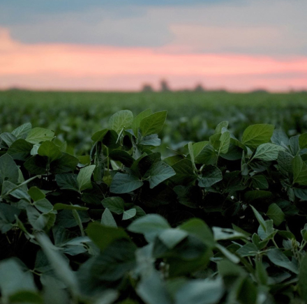 monsanto.jpg