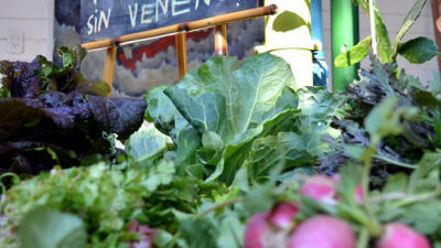 Nuevas propuestas enriquecen la Feria Cultiva