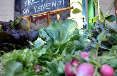 Nuevas propuestas enriquecen la Feria Cultiva