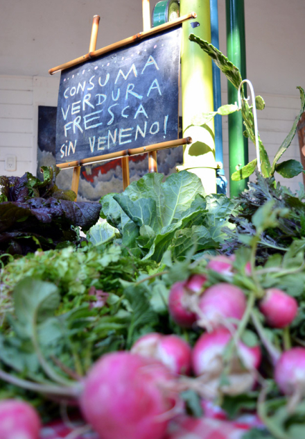 03-CECUAL-–-FERIA-CULTIVA-–.jpg