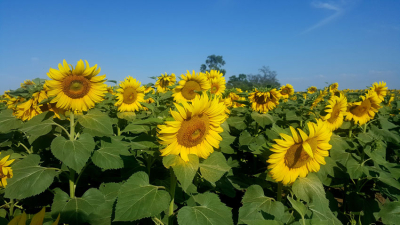Óptimo estado del girasol en el Nea