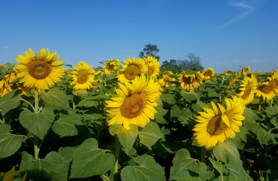 Óptimo estado del girasol en el Nea