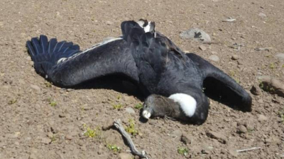 Murieron 13 cóndores envenenados en el norte de Neuquén