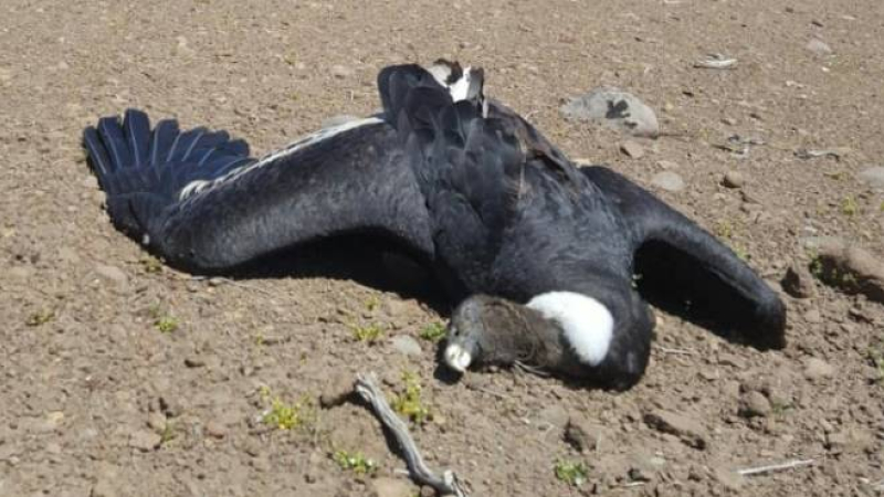 Murieron 13 cóndores envenenados en el norte de Neuquén