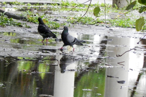 lluvia Resistencia.JPG