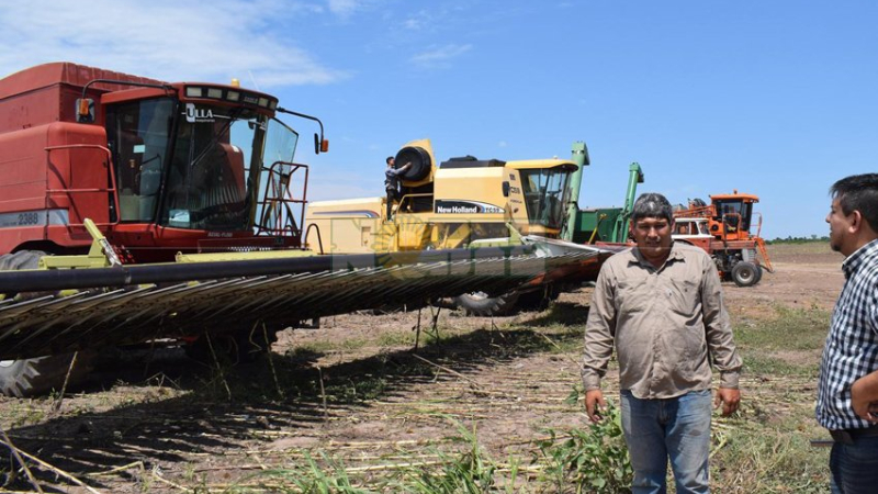 Productores evalúan no sembrar girasol en la próxima campaña