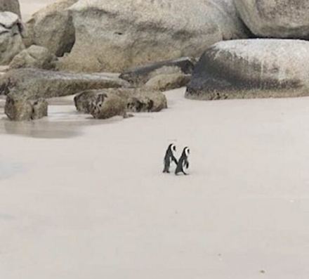 pingui.jpg
