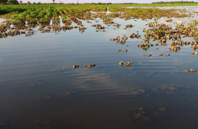 Los productores del Chaco, acorralados primero por el clima, y ahora por las deudas