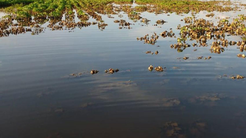 Los productores del Chaco, acorralados primero por el clima, y ahora por las deudas