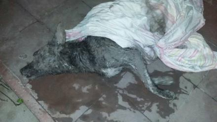 perro enterrado 2.jpg