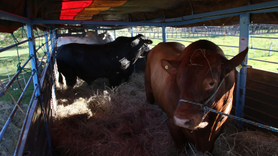 Caá Cupé hace historia con su primera exportación de animales al Paraguay