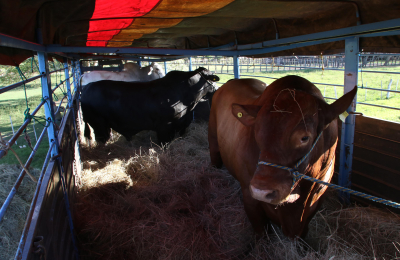 Caá Cupé hace historia con su primera exportación de animales al Paraguay
