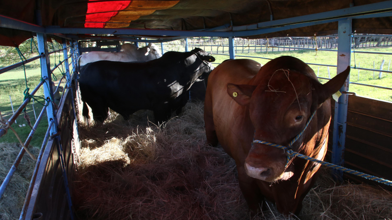 Caá Cupé hace historia con su primera exportación de animales al Paraguay
