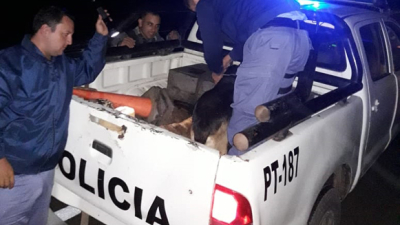 Rescatan a dos perros que no querían bajarse de la ruta donde había sido atropellada “su compañera”
