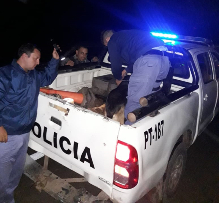 Perros custodios 3.jpg