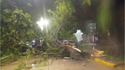 Desgracia con suerte: un árbol cayó sobre un auto en plena tormenta