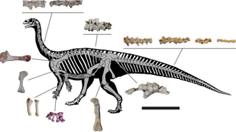 Argentina: dinosaurio cuadrúpedo que se hacía bípedo de adulto