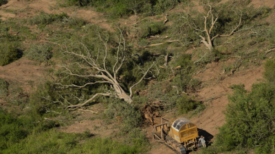 El reclamo colectivo que salvó a los bosques chaqueños