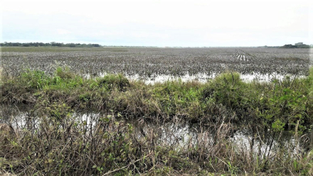 ALGODÓN-BAJO-AGUA.jpg