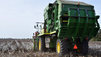 Sostienen que el algodón puede ser el cultivo salvador del Chaco productivo