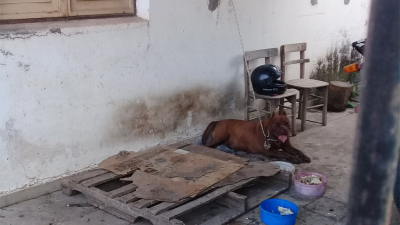Puerto Tirol: angustia de vecinos tras el ataque mortal de dos pitbull a un perro callejero