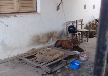 perro peligroso.jpg