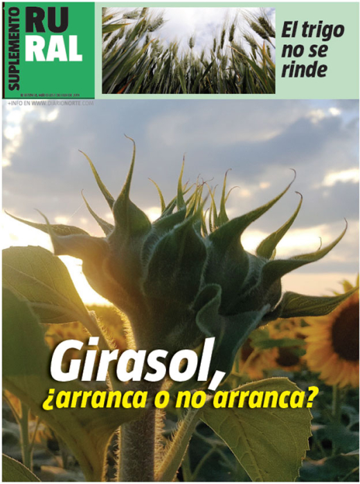 Girasol, ¿arranca o no arranca?