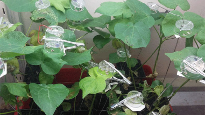 Avance genético del INTA: Plantas de algodón resistentes al picudo