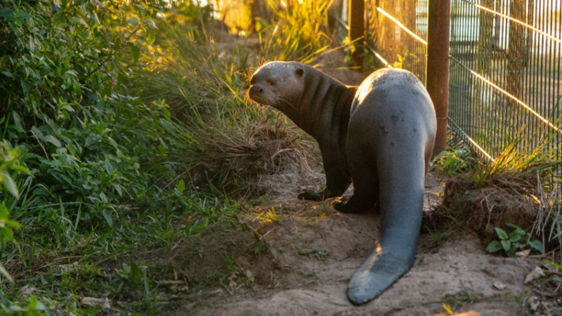 Reinsertan la nutria gigante en el Iberá