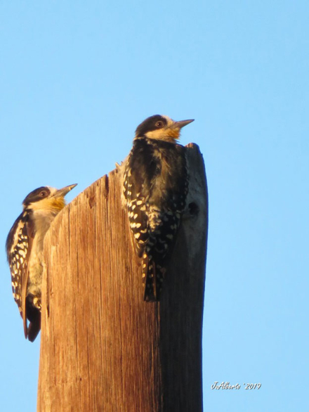 carpinteritos-del-card.jpg