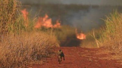 Amazonas: hay más de 70.000 incendios forestales al año en Brasil