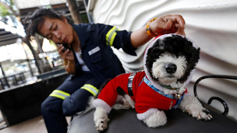 Limpia las calles todos los días con su perro en la espalda