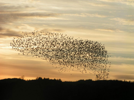 SWARM-OPTIMIZATION.jpg
