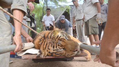 El 15 de octubre comienza juicio al dueño de un circo por maltrato a tigres de Bengala