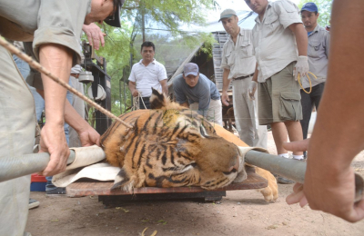 El 15 de octubre comienza juicio al dueño de un circo por maltrato a tigres de Bengala