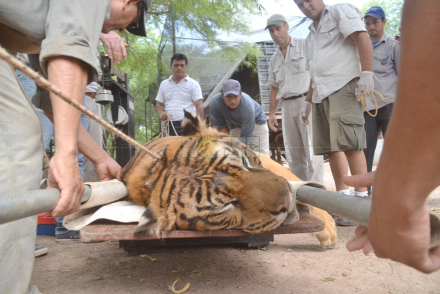 tigre bengala 1.jpg