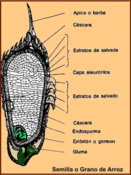 grano_arroz6.jpg