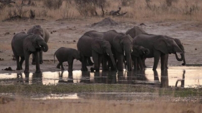 Mueren 55 elefantes de hambre tras sequía en Zimbabue