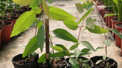 Presentan clones de eucalipto con mayor potencial productivo