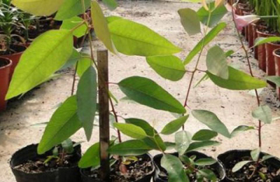 Presentan clones de eucalipto con mayor potencial productivo