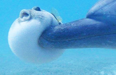 ¿Estos delfines están jugando o se están drogando? ?