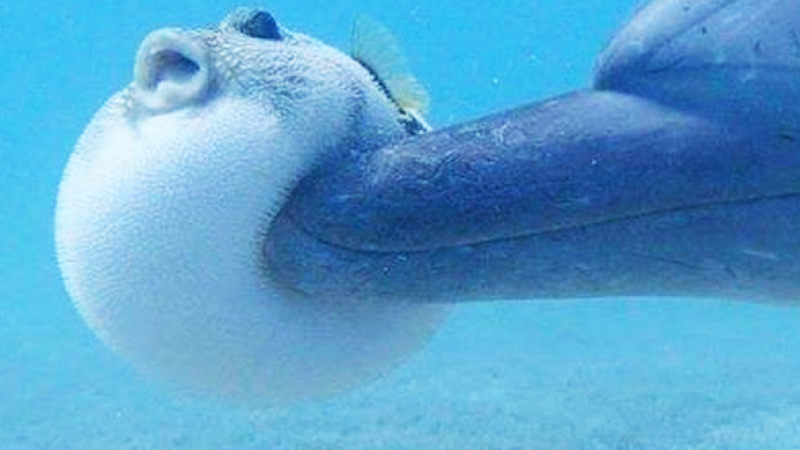 ¿Estos delfines están jugando o se están drogando? ?