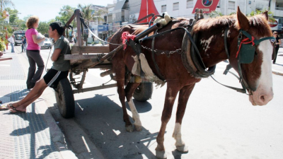 Presentaron una cautelar para suspender la consulta popular por la sustitución de tracción a sangre