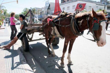 caballo.jpg