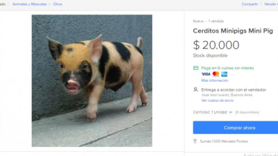 Los mini pigs, las mascotas que llegaron a la Argentina y hacen furor