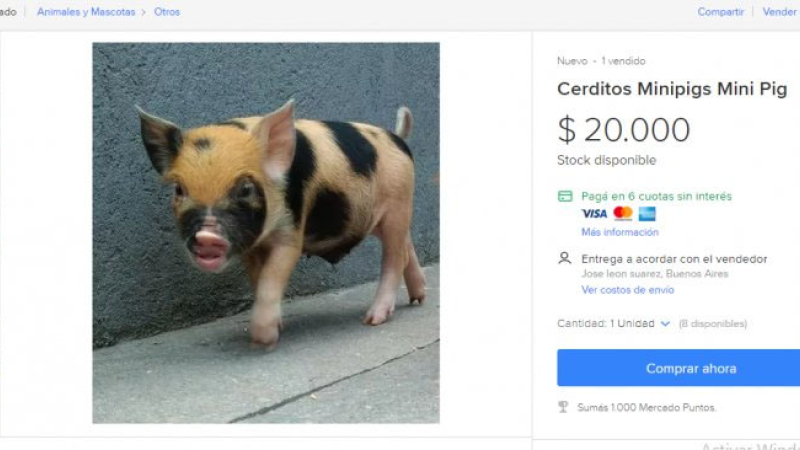 Los mini pigs, las mascotas que llegaron a la Argentina y hacen furor