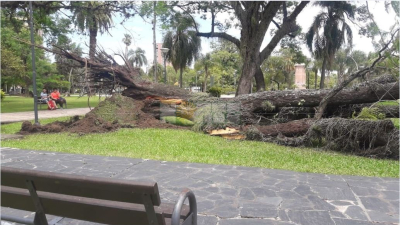 Árbol añoso cayó y lesionó a una mujer en la plaza 25 de Mayo
