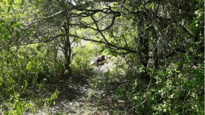 Puerto Tirol: hallaron un cuerpo sin vida e investigan si se trata de un joven desaparecido