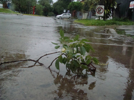 tormenta rama Rcia 1.jpg